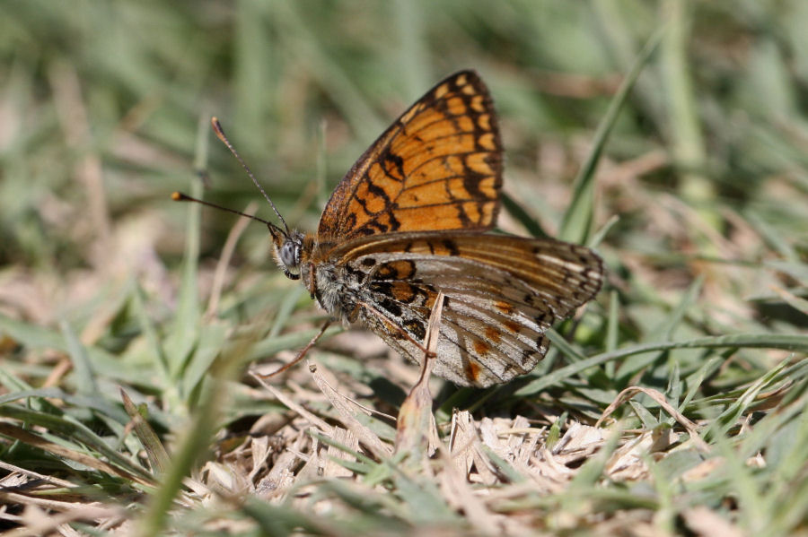 Quali Melitaea?